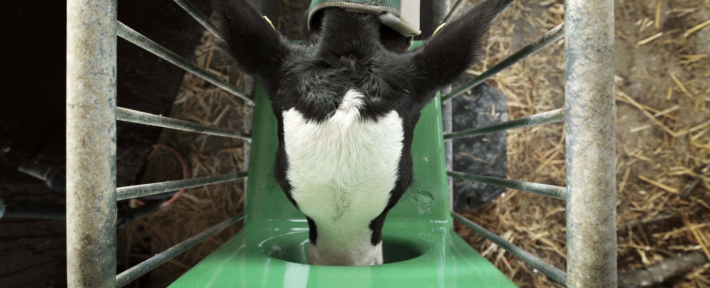 A strong performing calf, drinking from an automatic feeder