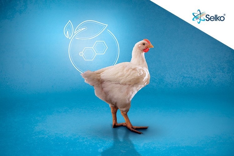 Broiler standing in front of a blue background with the Fytera logo on it