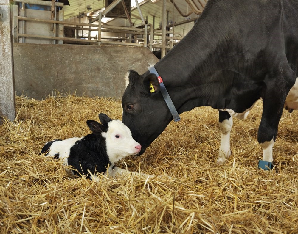 Dairy cow lactation transition